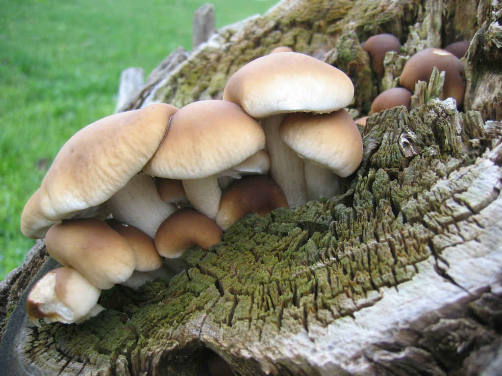 I Funghi primaverili: Agrocybe aegerita